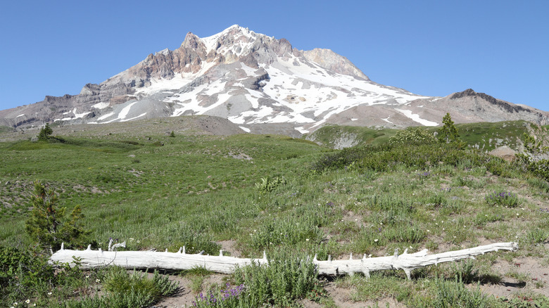 View of Mount Hood from Timberline Trail