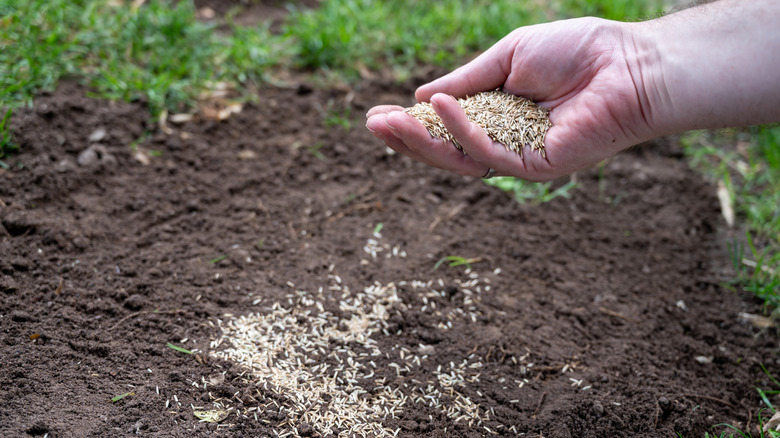 Gardener spreading grass see by hand in lawn