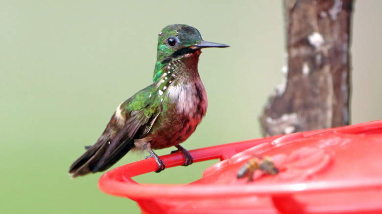 Hummingbird sitting on red feeder