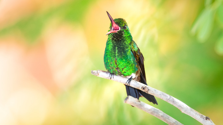 Hummingbird singing with open mouth