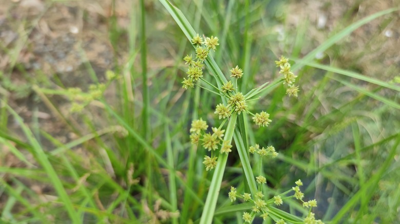 Nutsedge weed seeding