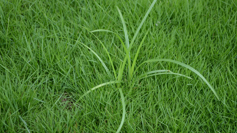 Nutsedge weed in lawn