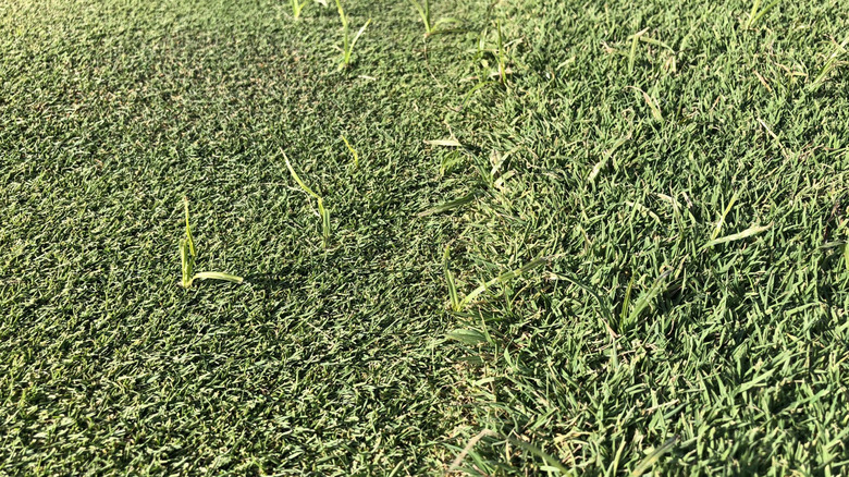 Nutsedge growing in turfgrass