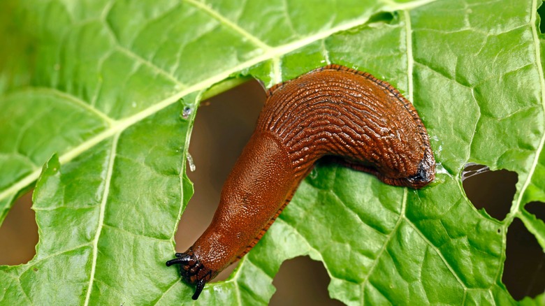 slug on a leaf