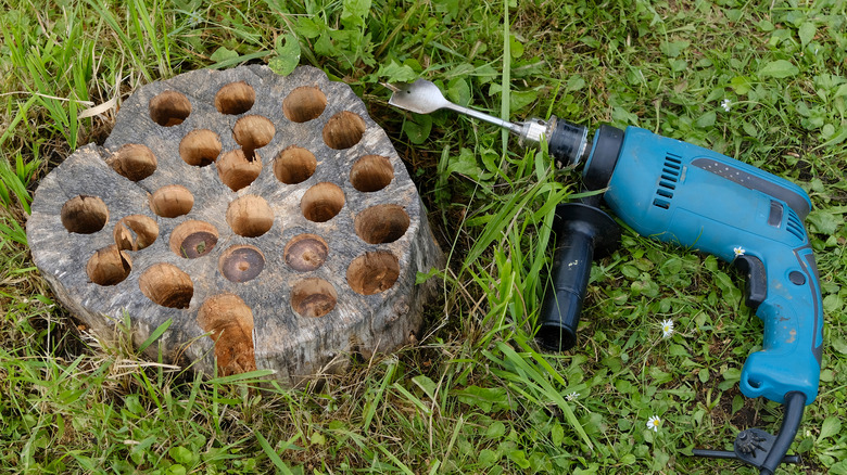 Trees stump with holes & power drill on grass