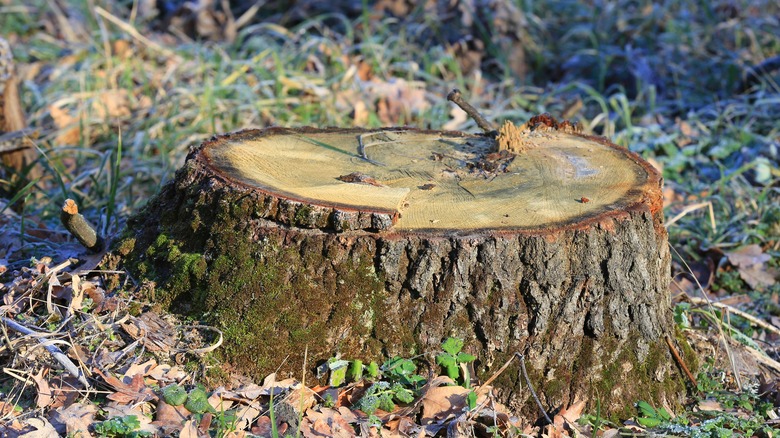 Tree stump outdoors