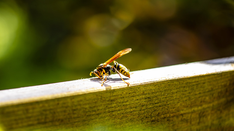 Wasp resting on wooden railing