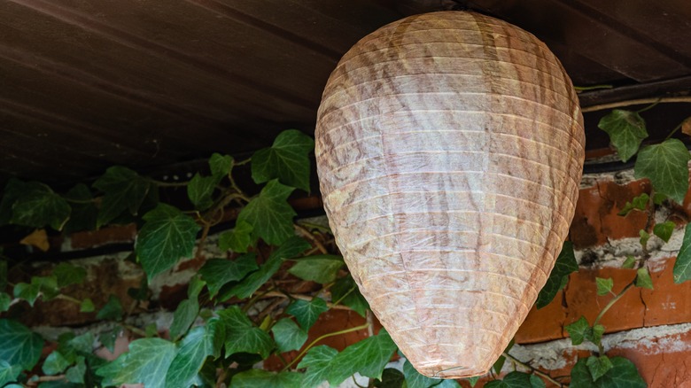 Fake brown paper wasp nest