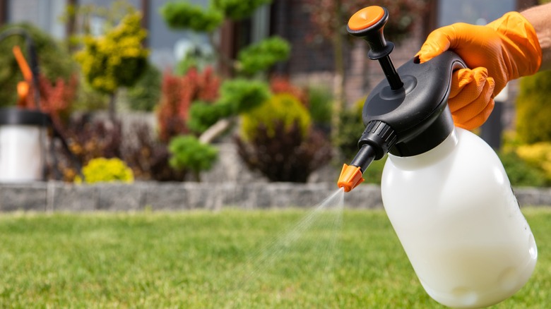 Gloved hand spraying pesticides on lawn