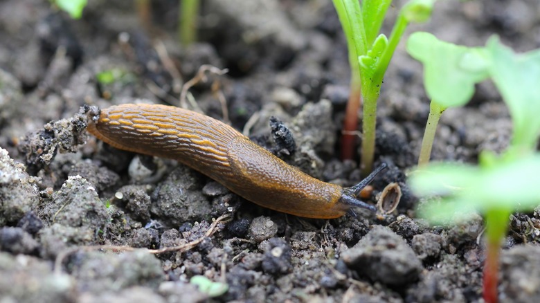 Slug in soil