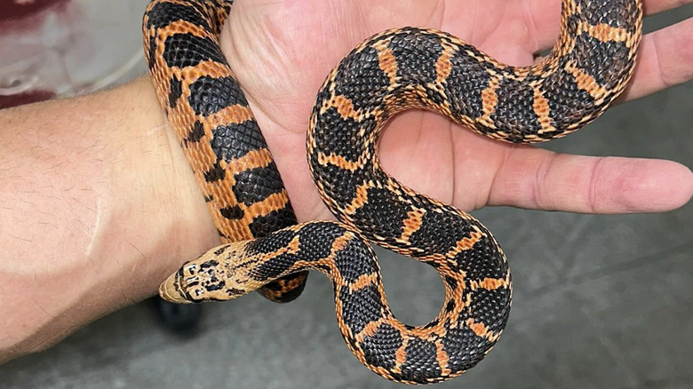 orange and black gopher snake 