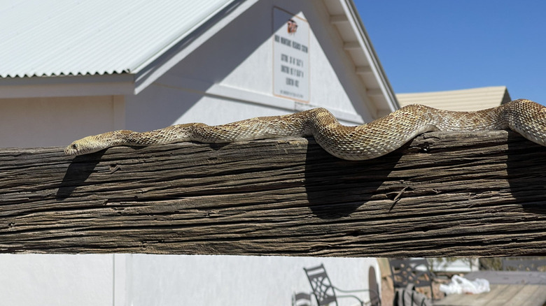 Gopher snake on a wood fence