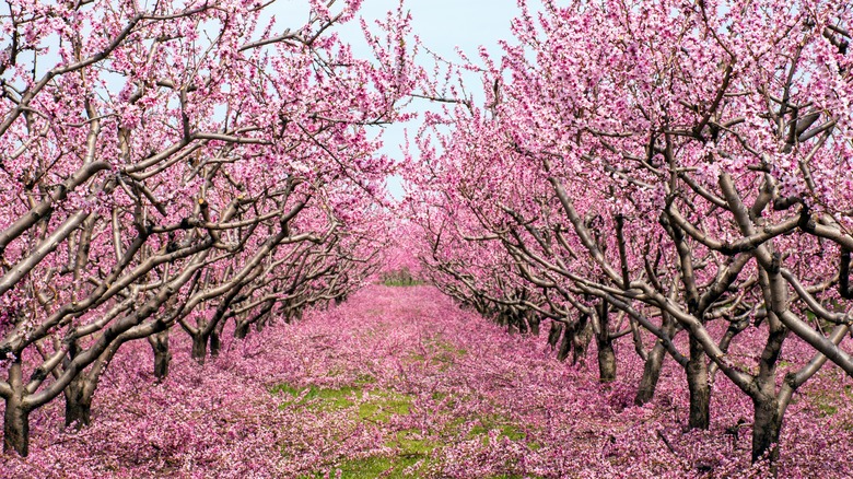 Grove of flowering peach trees