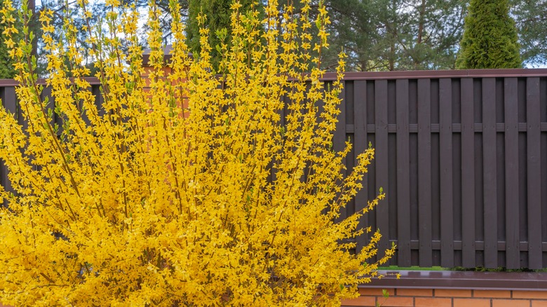 Yellow blooming forsythia bushes
