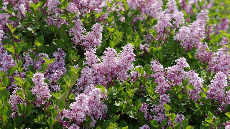 Blooming lilac bushes