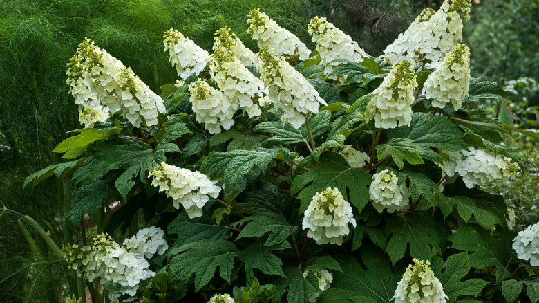 White oakleaf hydrangea