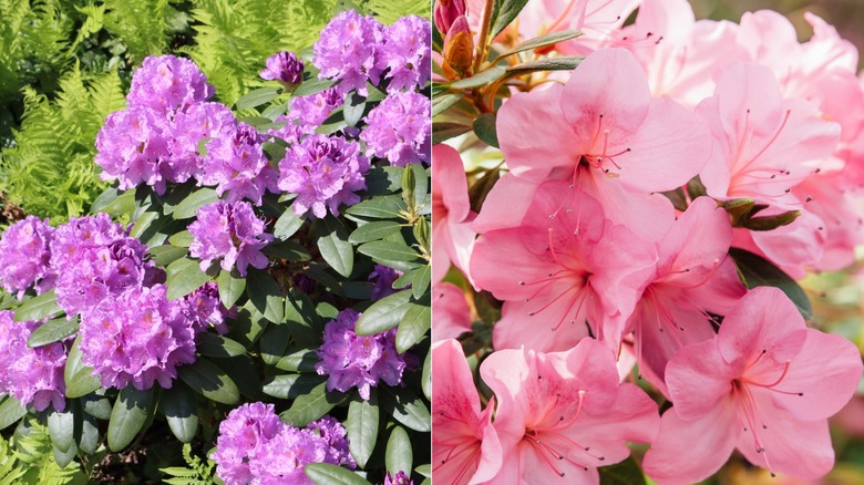 Composite image of rhododendron and azalea