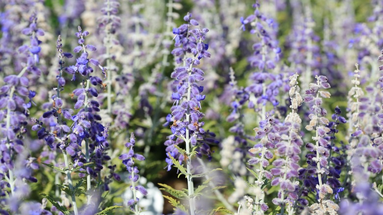 Blooming Russian sage plants 