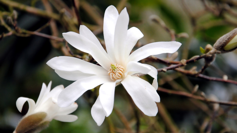 Bloom of a star magnolia 