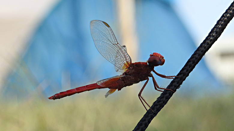 Dragonfly by camping tent