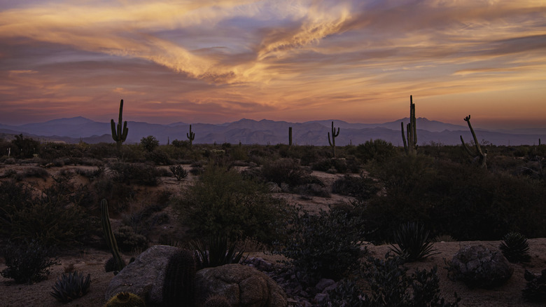 View of Arizona desert at sunset