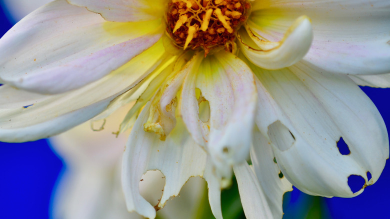 Earwig damage on a dahlia flower