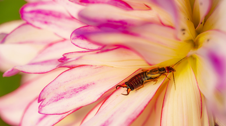 Earwig on a pink flower