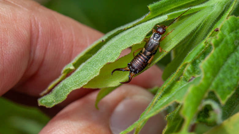 Earwig on a plant