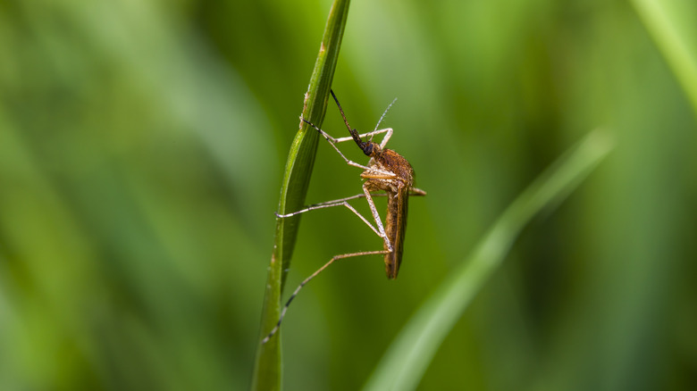 Mosquito on a blade of grass