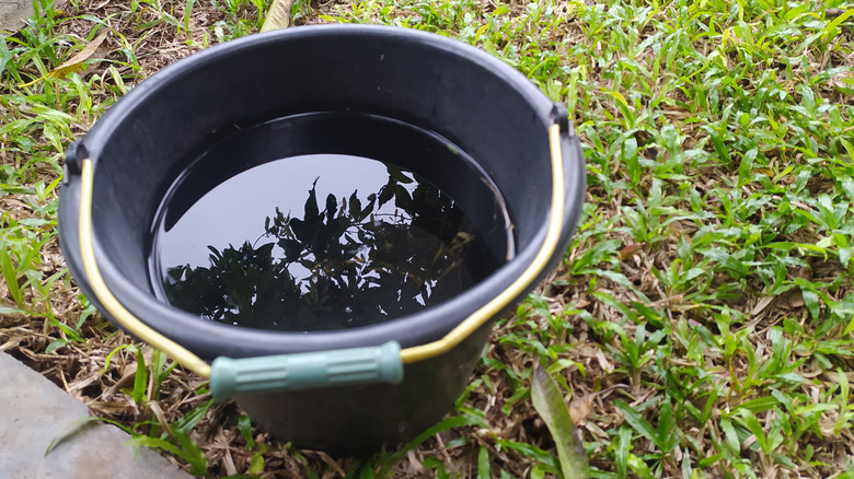 Black bucket with water in grass lawn