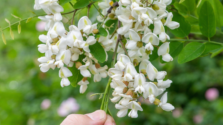 Fingers touching branch of white black locust flowers