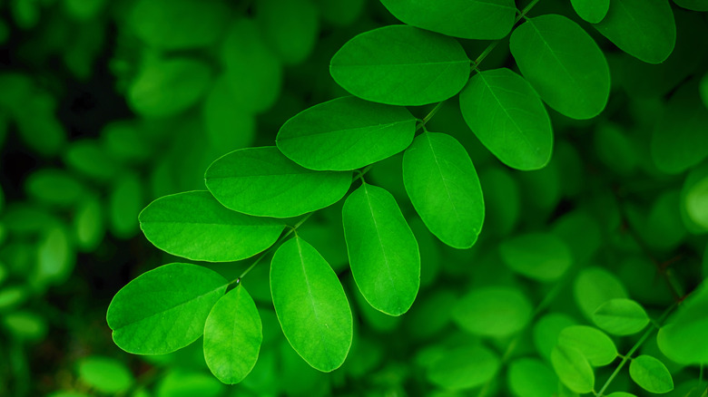 Black locust leaves close-up