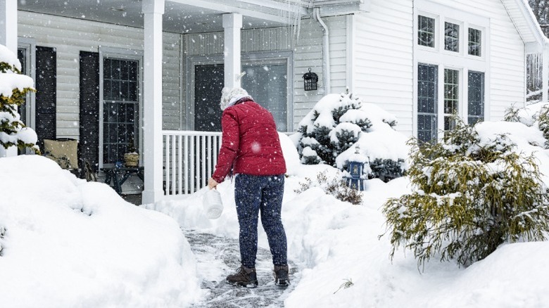 A woman spreading ice melt on her sidewalk in the snow