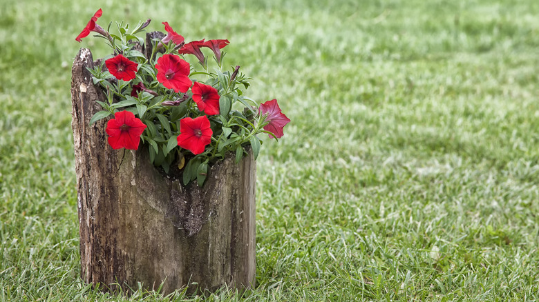 DIY log planter with flowers