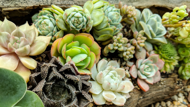 Log planter filled with succulents 