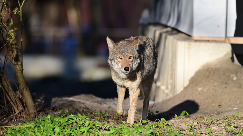 Coyote walking in yard