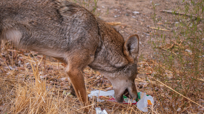 Coyote eating trash