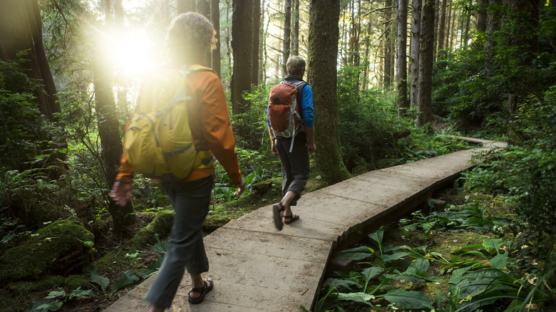 Two hikers in forest