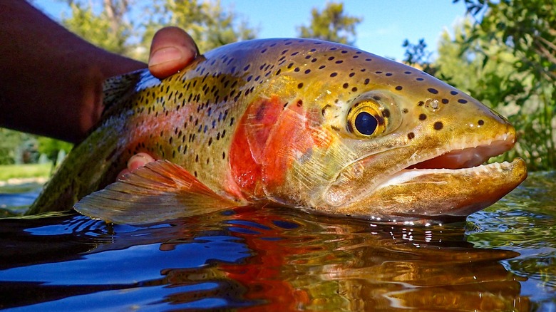 rainbow trout