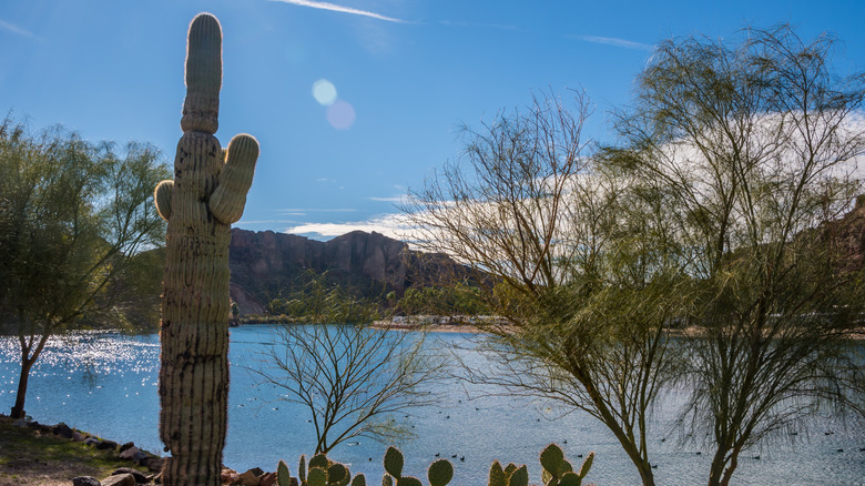 Scenic view with river and cactus at Buckskin Mountain State Park