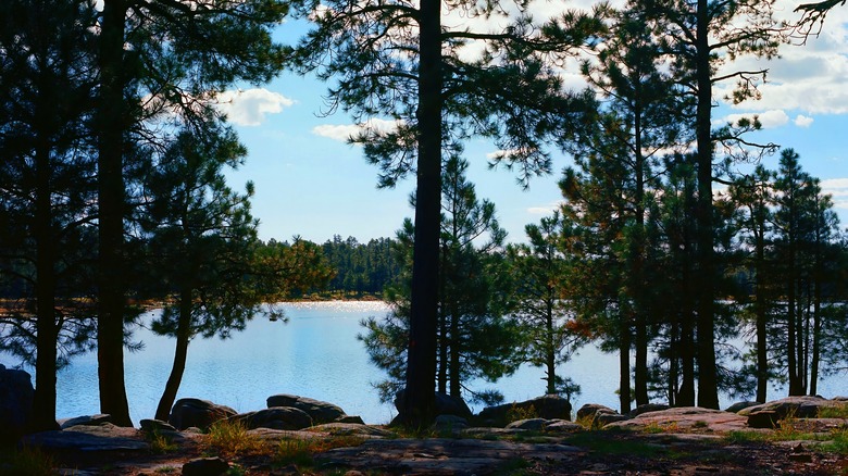 Woods Canyon Lake, forest view