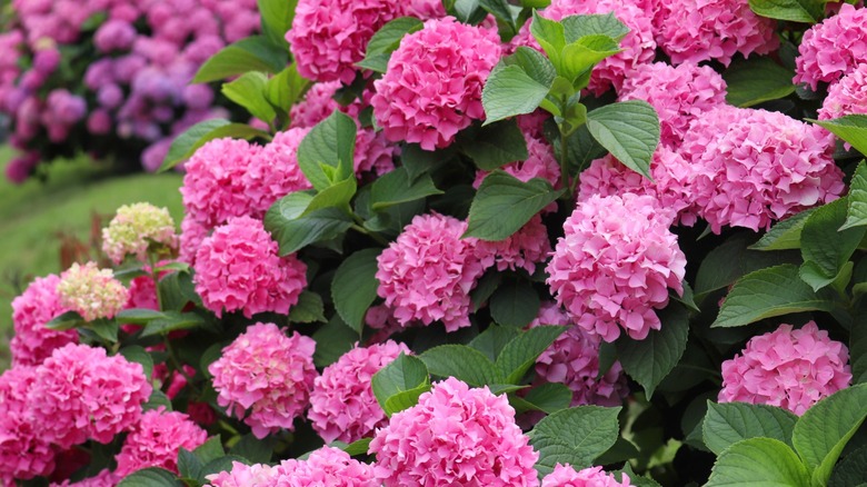 A closeup of a bright pink hydrangea bush