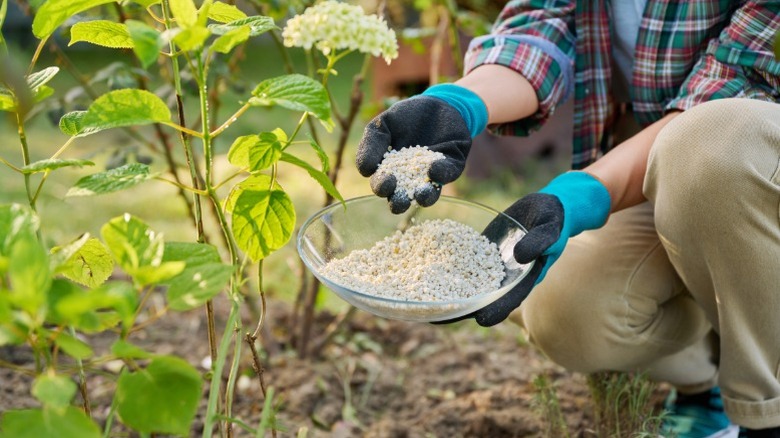 A person holding mineral fertilizer near a green bush