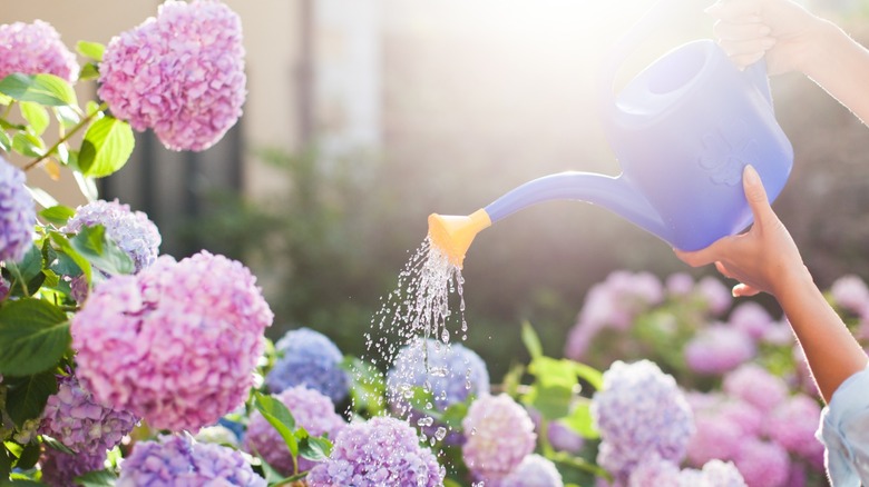 A person holding a watering can over a large hydrangea bush