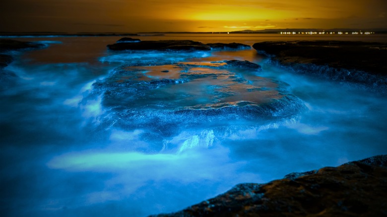 bioluminescent plankton illuminating water