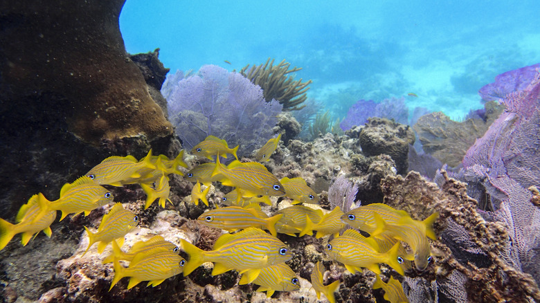 yellow reef fish swimming