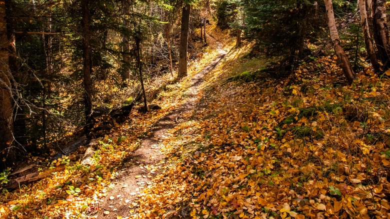 Fallen leaves along trail at Prince Albert National Park