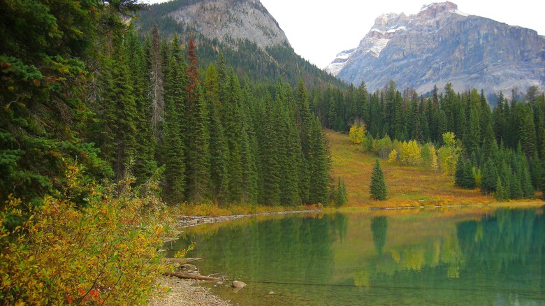 Leaves turning gold at Emerald Lake