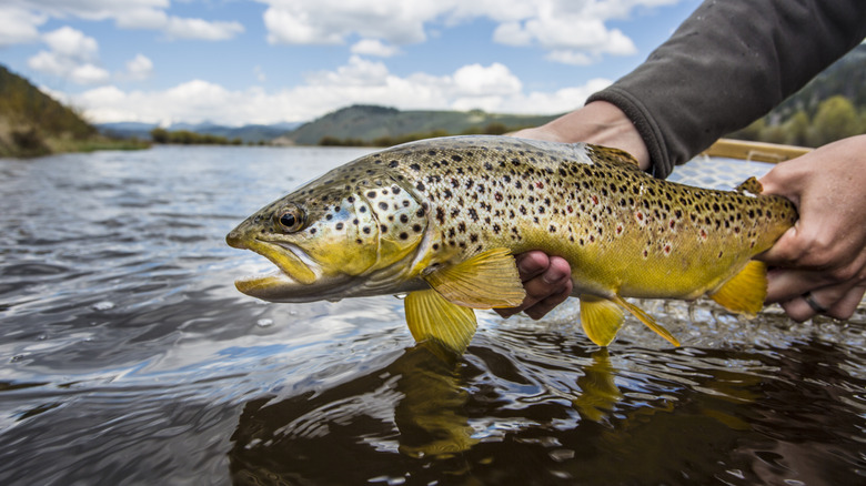 Person holding brown trout above water