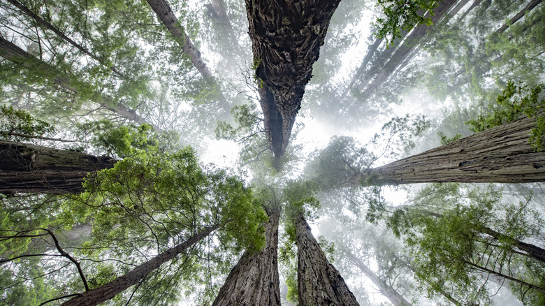 Redwood National Park view looking directly up at trees